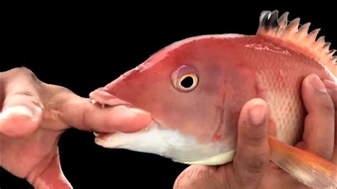 Isda sa isang panaginip. Interpretasyon. .